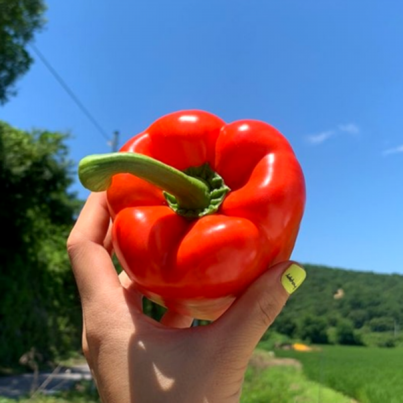 늘싱그러운, 늘싱,늘싱 철원 파프리카 5kg 빨강 노랑 혼합